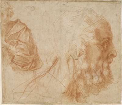 Sheet of Studies with a Youth and the Head of an Old Man Looking to the Right by Andrea del Sarto